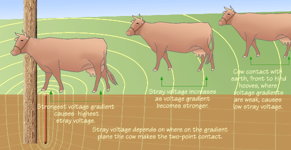 Stray voltage depends on location on a voltage gradient.